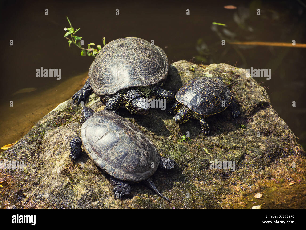 La tortuga de estanque europeo (Emys orbicularis), también llamado el estanque europeo, Galápago es una especie de agua dulce de larga vida de turt Foto de stock