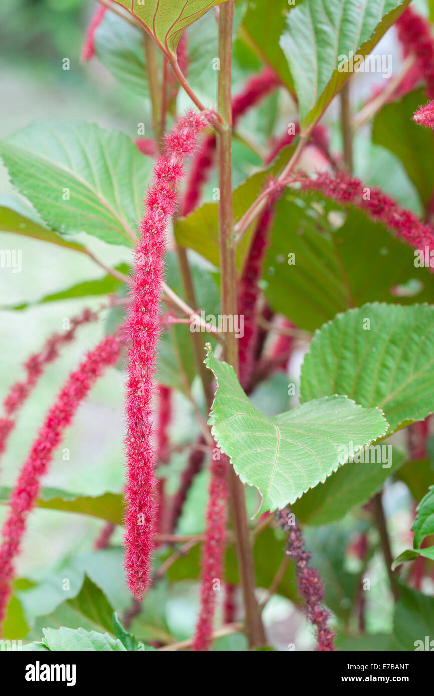 Planta de cola de gato fotografías e imágenes de alta resolución - Alamy