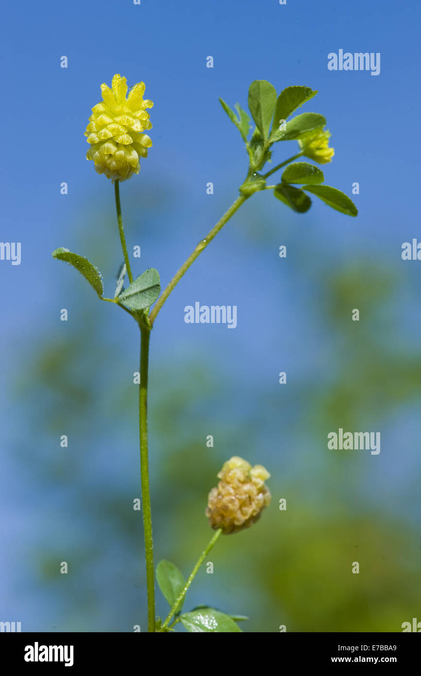 Hop trefoil, Trifolium campestre Foto de stock