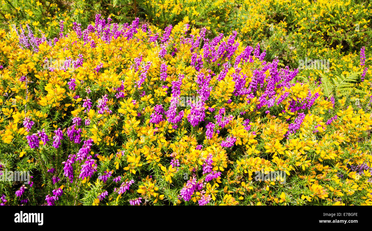 Bell Heather Erica cinerea creciendo a través de Aliaga Ulex europaeus en las laderas de Dunkery beacon en Exmoor Somerset UK Foto de stock