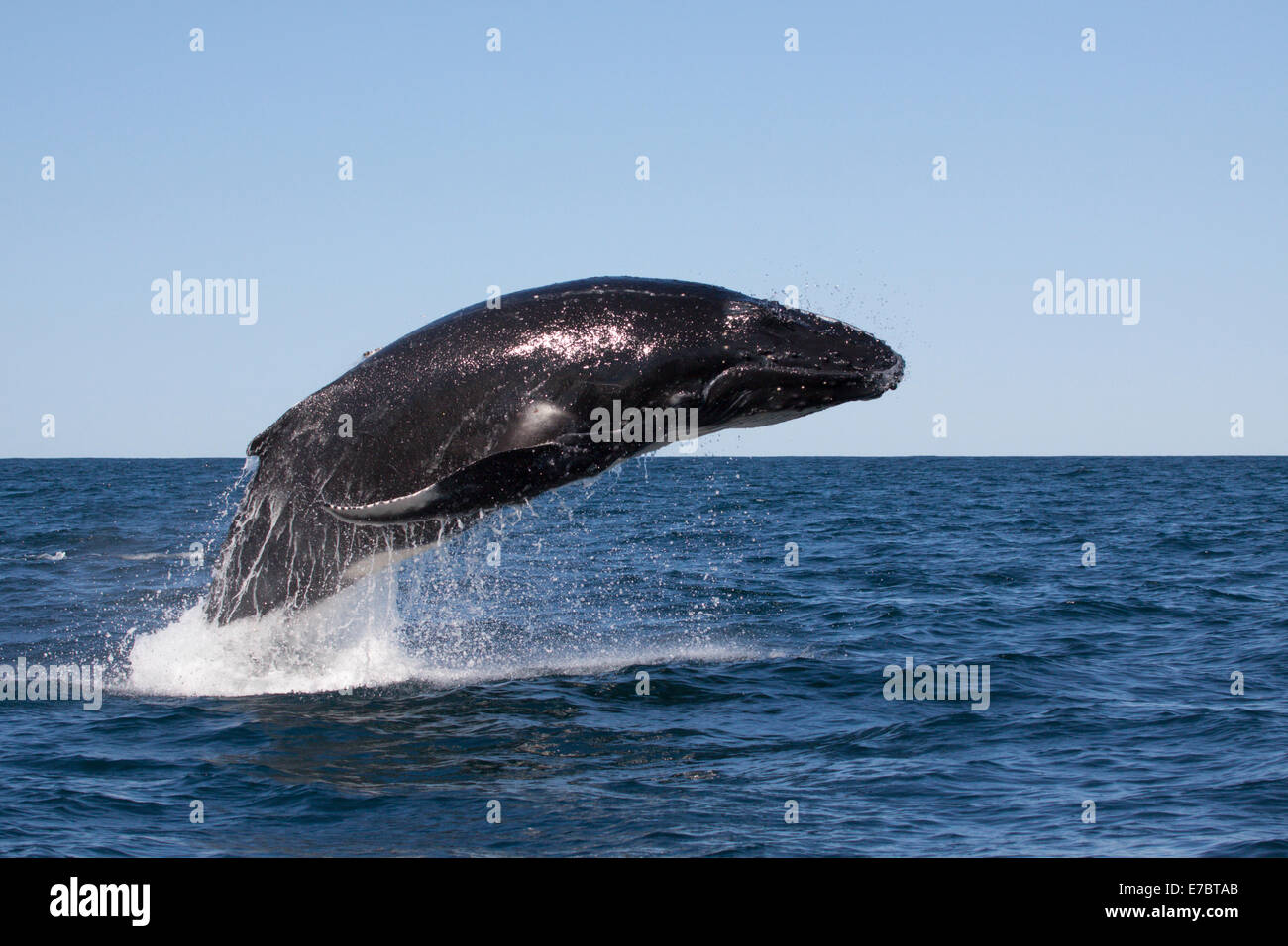 Jóvenes de la ballena jorobada (Megaptera novaeangliae) Infracción, saltando en Byron Bay, New South Whales, Australia Foto de stock