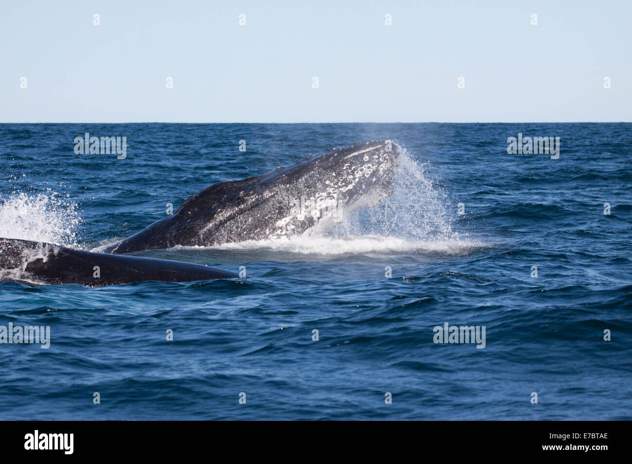 Adultos La ballena jorobada (Megaptera novaeangliae) sphyhopping en Byron Bay, New South Whales, Australia Foto de stock