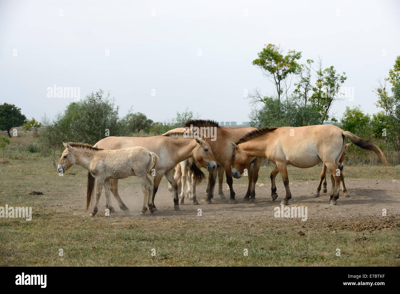 Caballo de Przewalski (caballo salvaje mongol) familia de Parque Nacional Hortobagy (Hungría). Foto de stock