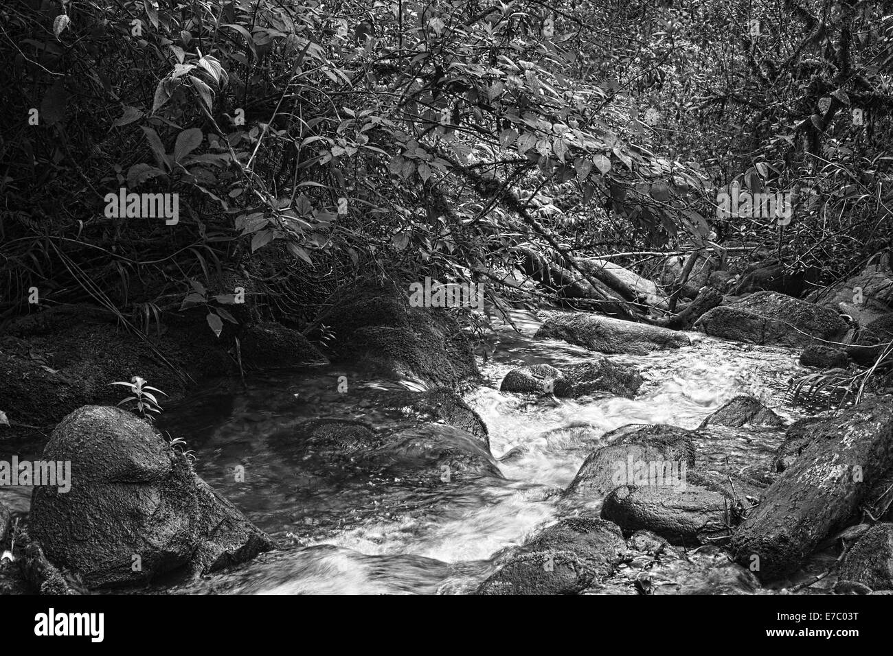 Imagen monocroma de pequeño arroyo rodeado por rocas y exuberante vegetación de bosque nublado en el centro de Ecuador Foto de stock