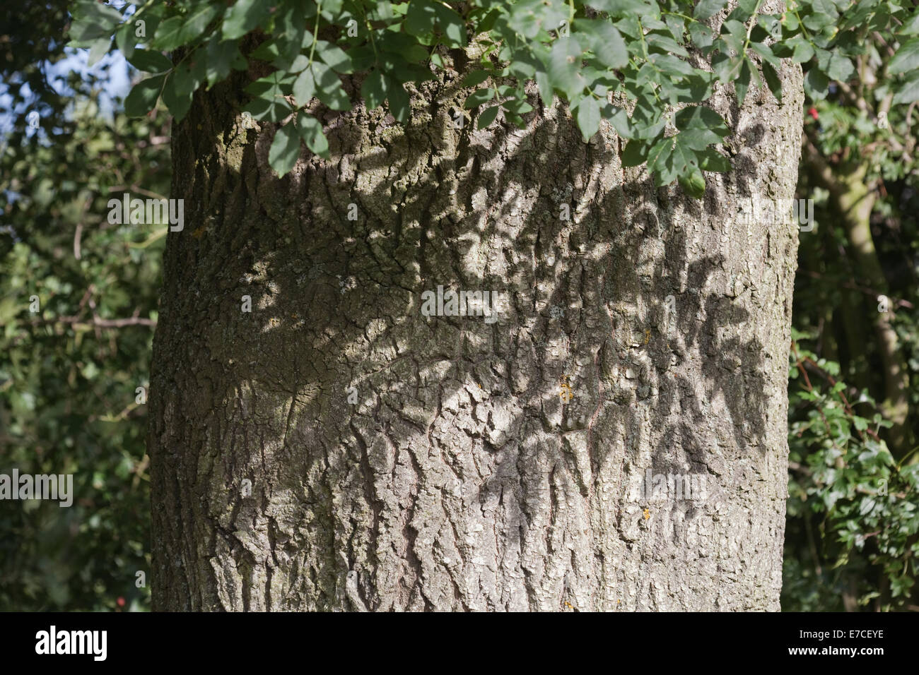 Árbol de fresno (Fraxinus excelsior). Tronco de un árbol maduro, con sombra de hojas que caen en la corteza. En el verano. Foto de stock