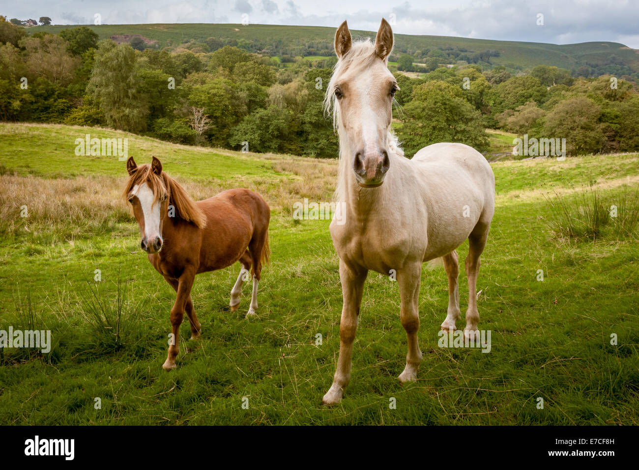 Dos ponis en un valle cerca de Cardiff, Gales del Sur. Foto de stock