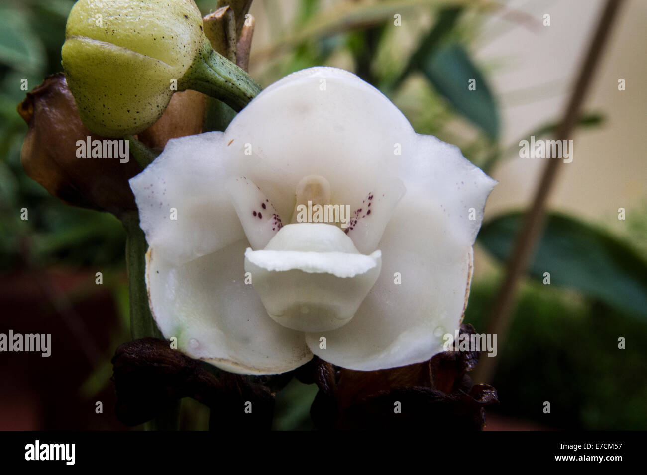 Orquídea de la paloma fotografías e imágenes de alta resolución - Alamy