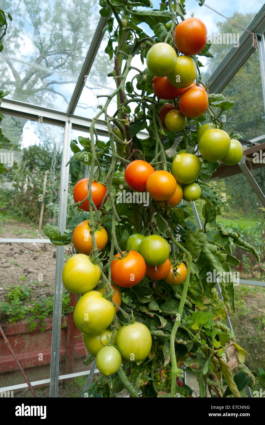 Los tomates verdes y rojos crecen en la vid a finales de verano en un invernadero en el oeste de Gales UK KATHY DEWITT Foto de stock