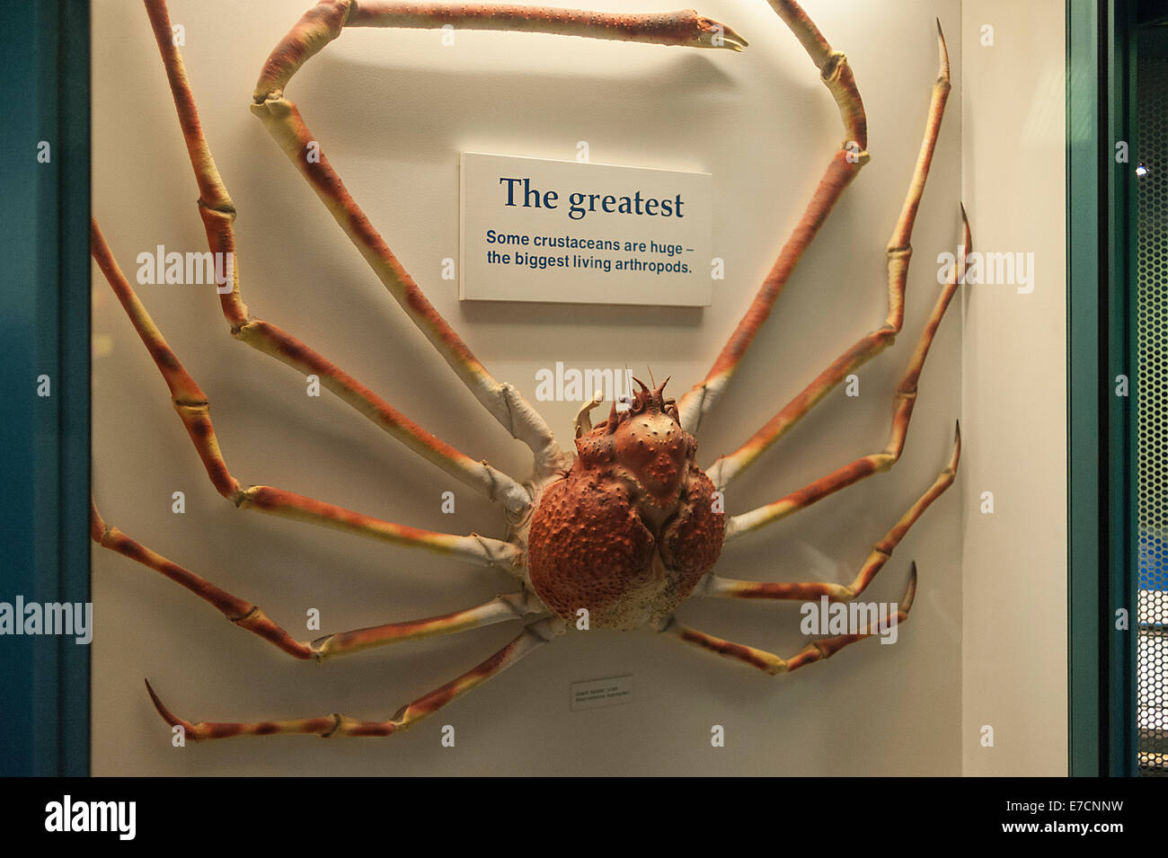 Centolla japonés Macrocheira kaempferi, Inachidae, Cruustacea, Museo de Historia Natural de Londres, Reino Unido Foto de stock