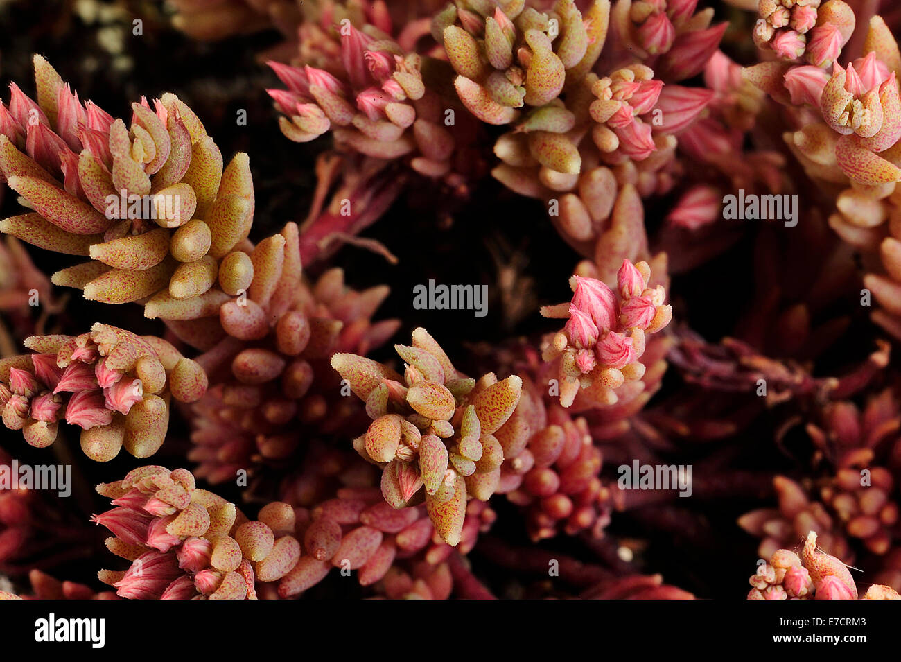 Rojo stonecrop, Sedum rubens, Crassulaceae, Parque Nacional de Gargano, Puglia, Italia Foto de stock