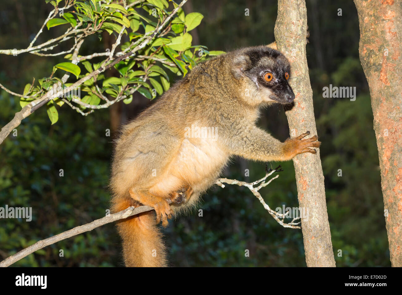 Lemur marrón de fachada roja (Eulemur rufus), Parque Nacional de Andasibe-Mantadia Madagascar Foto de stock