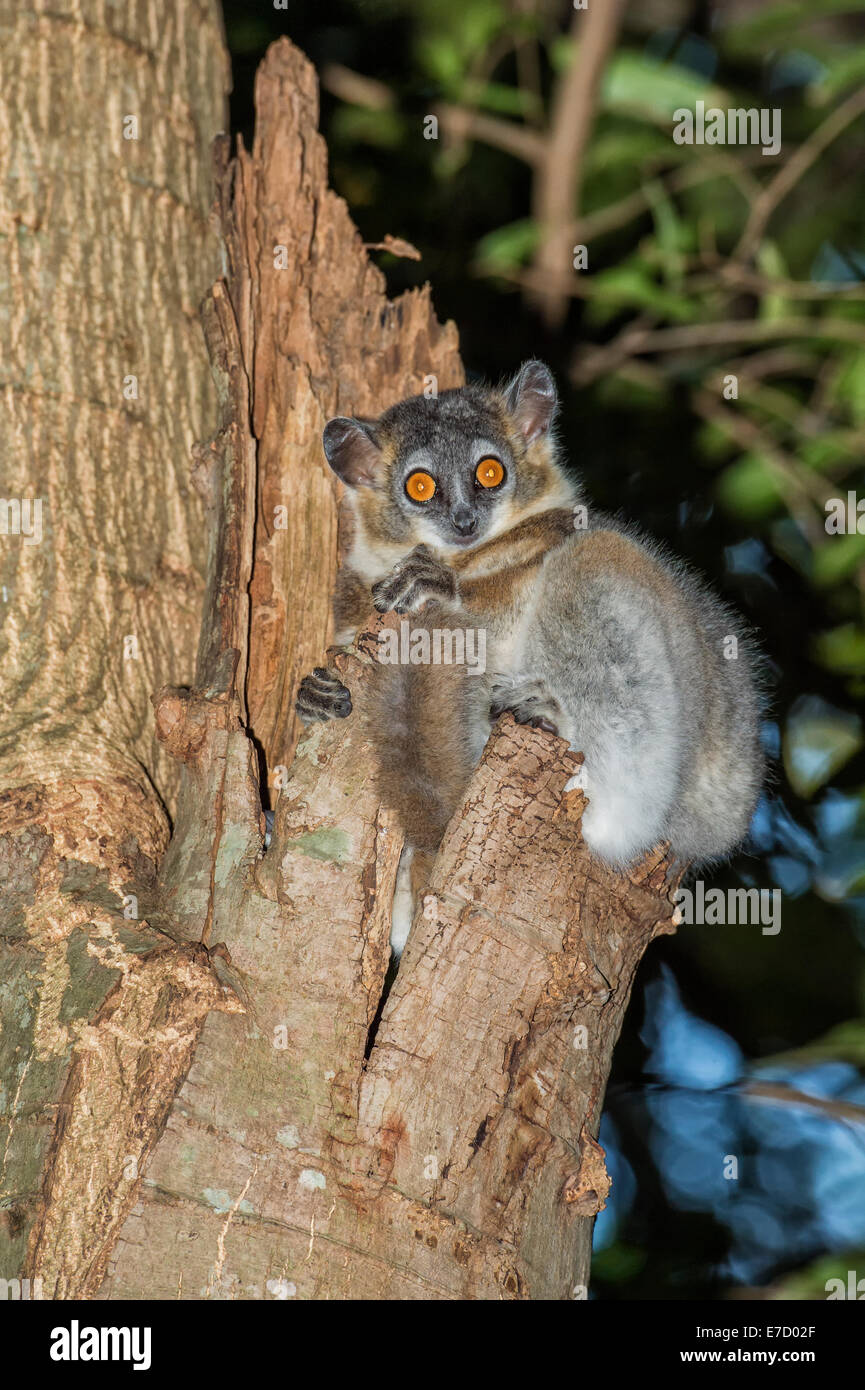Blanco-footed Sportive Lemur (Lepilemur leucopus) en un árbol hueco, reserva natural Berenty, Fort Dauphin, Madagascar Foto de stock