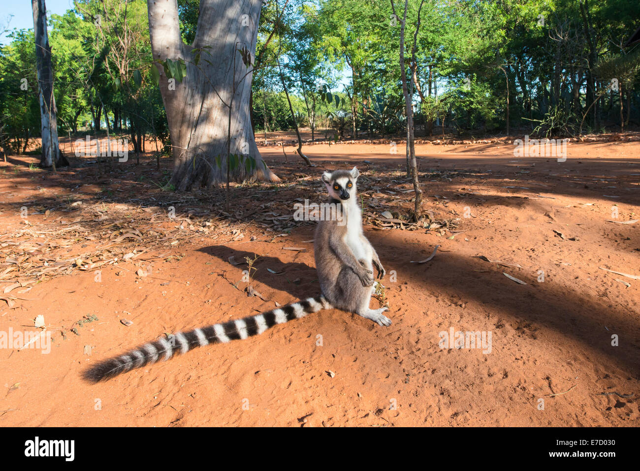Lémur de cola anillada (Lemur catta), reserva natural de Berenty, Fort Dauphin, la provincia de Toliara, Madagascar Foto de stock
