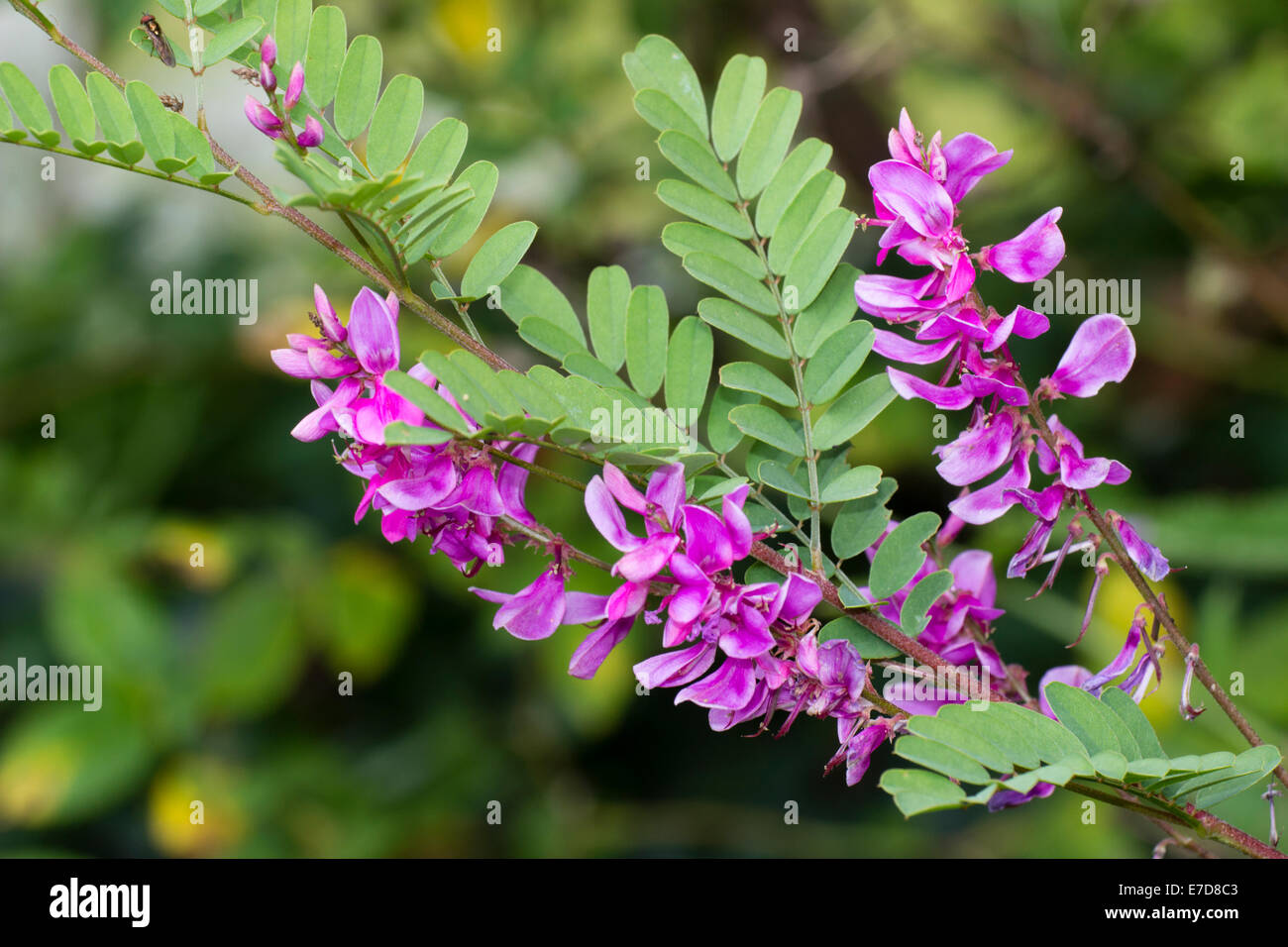 Flores en forma de espigas de la Himalayan añil, Indigofera heterantha Foto de stock