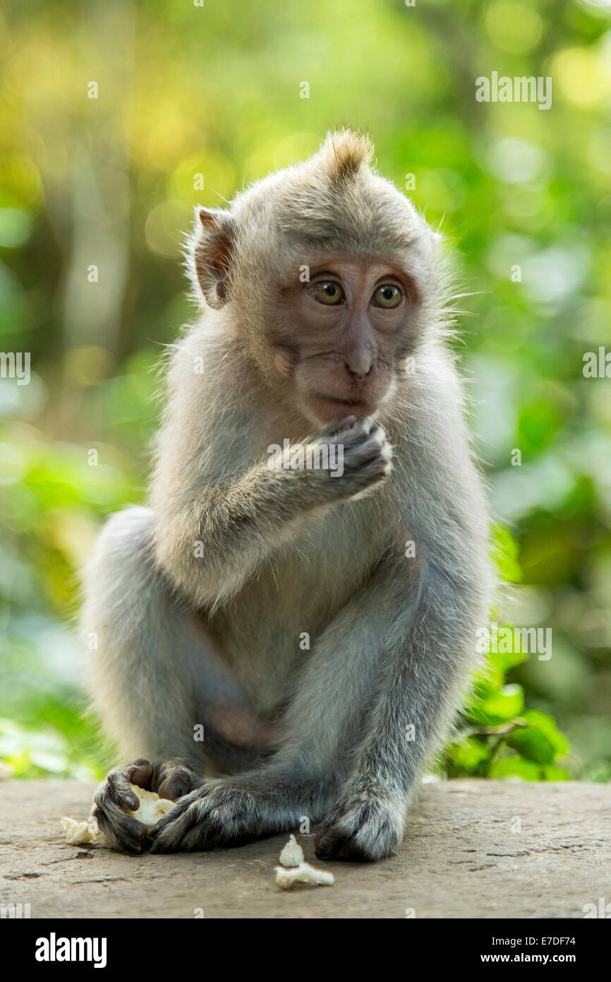 Bebé larga cola macaco en Ubud, Bali Monkey Forest sagrado Foto de stock