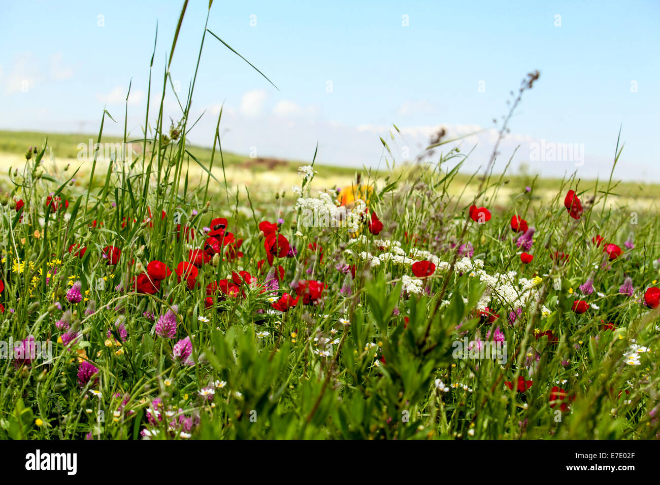 Flores silvestres que florecen en las Alturas del Golán, Israel fotografiados en la primavera de mayo Foto de stock