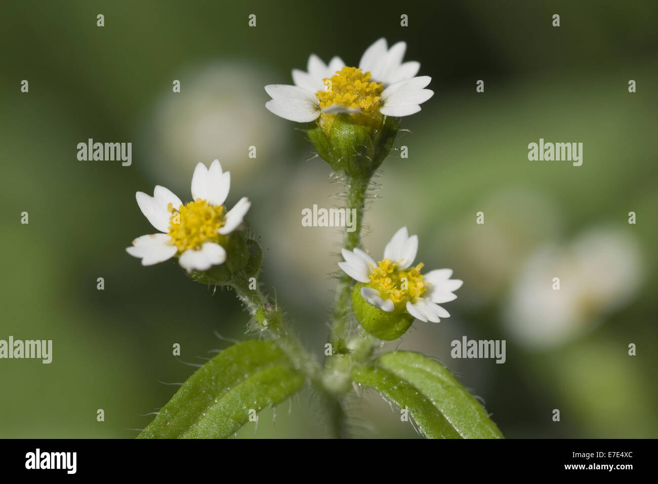Shaggy soldado, galinsoga ciliata Foto de stock