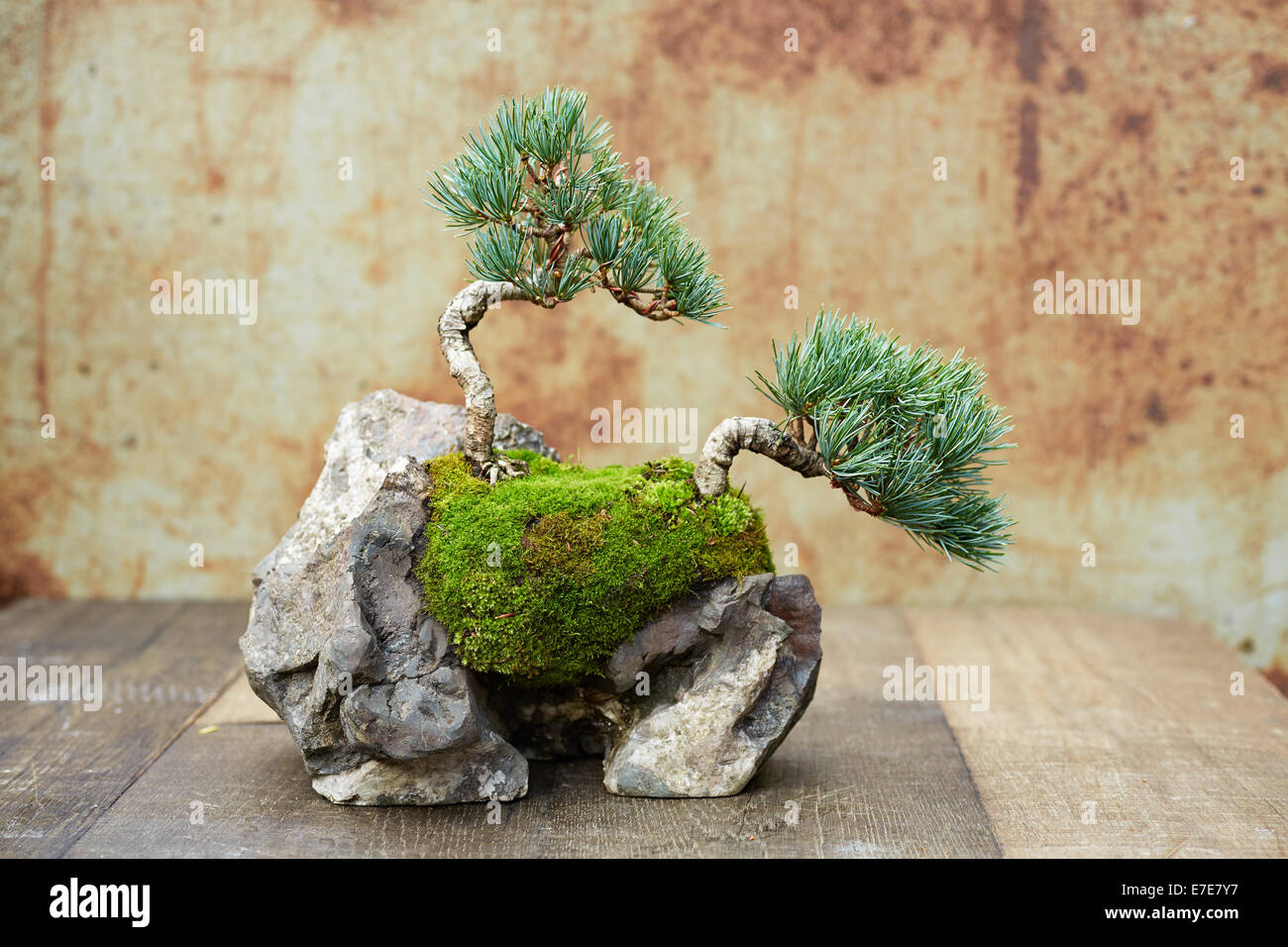 Bonsai, siembra de rock - pino de cinco agujas Foto de stock