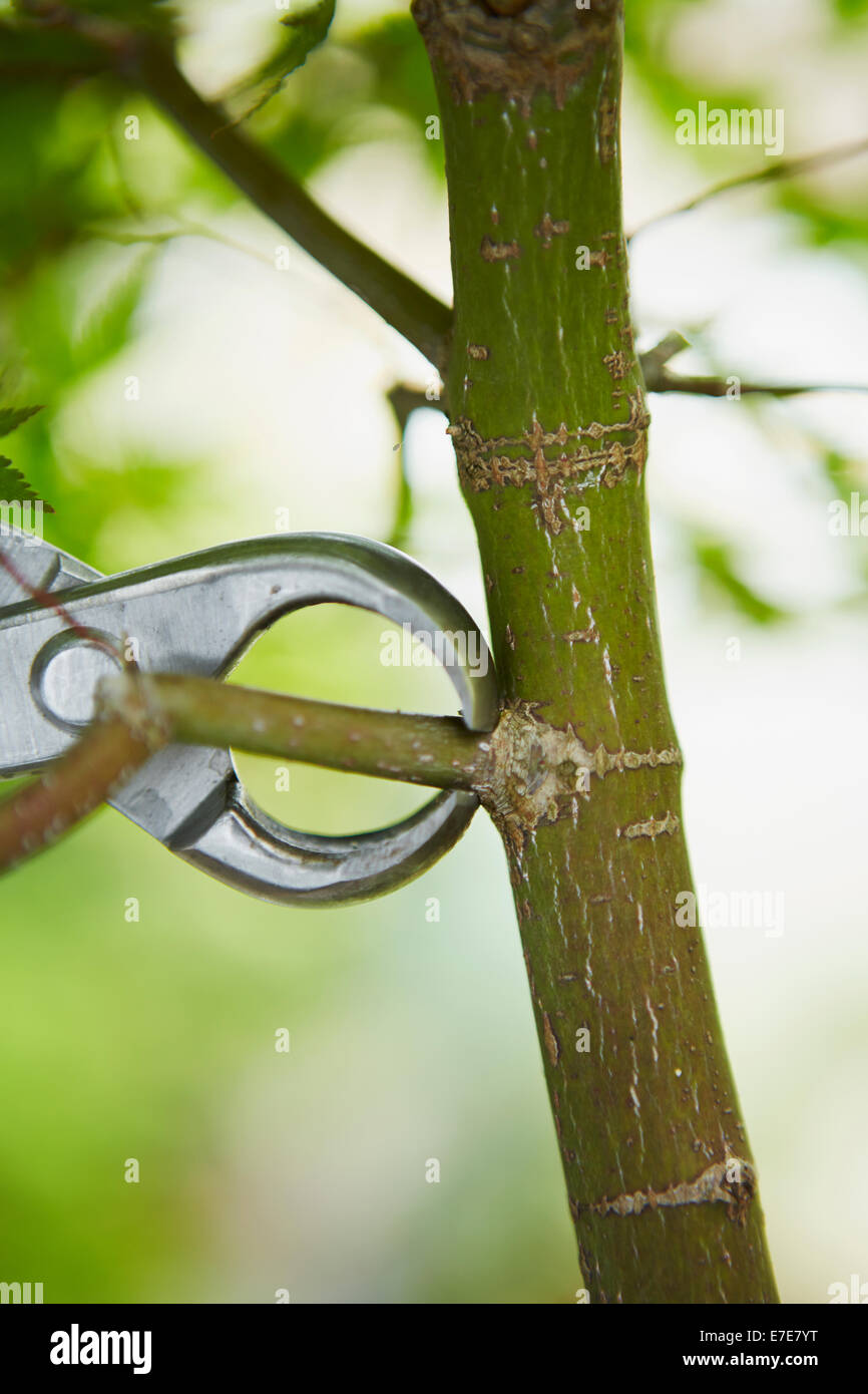 Retirar la rama de bonsai (maple) Foto de stock