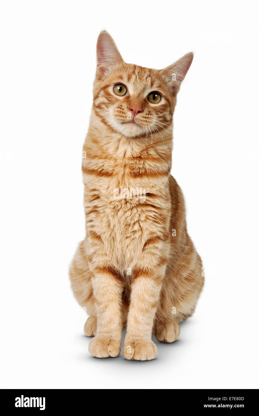 Kurilian Shorthair cat. Foto de stock