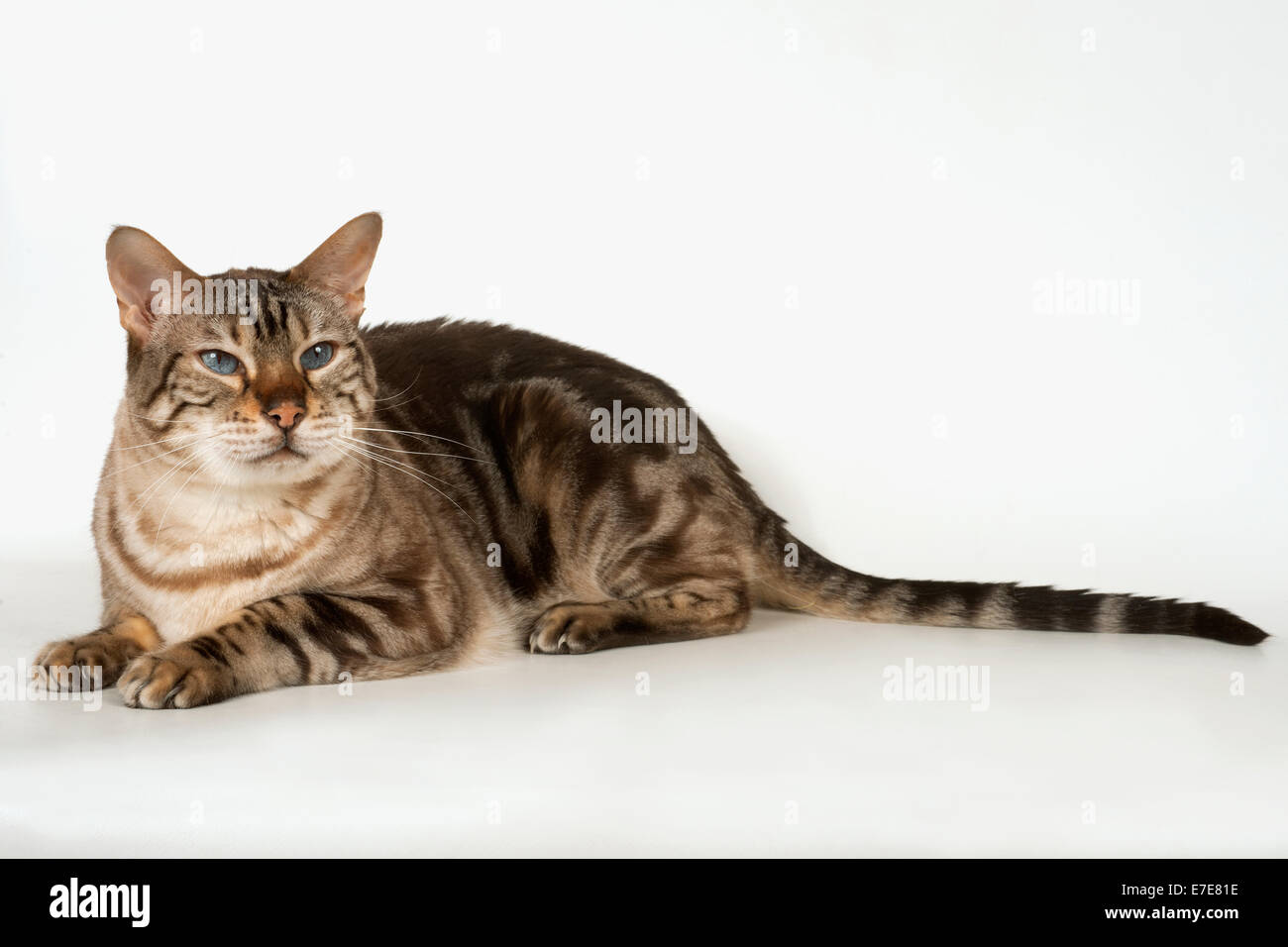 Bengala gato tumbado Foto de stock