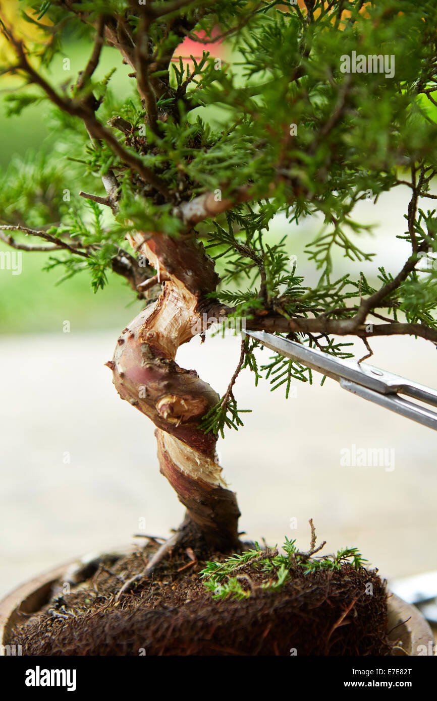 La madera muerta sobre bonsai oblícua Juniper Foto de stock