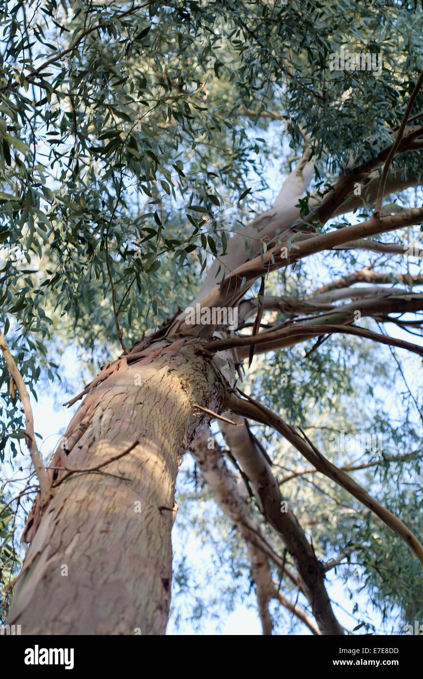 Archeri eucalipto Foto de stock