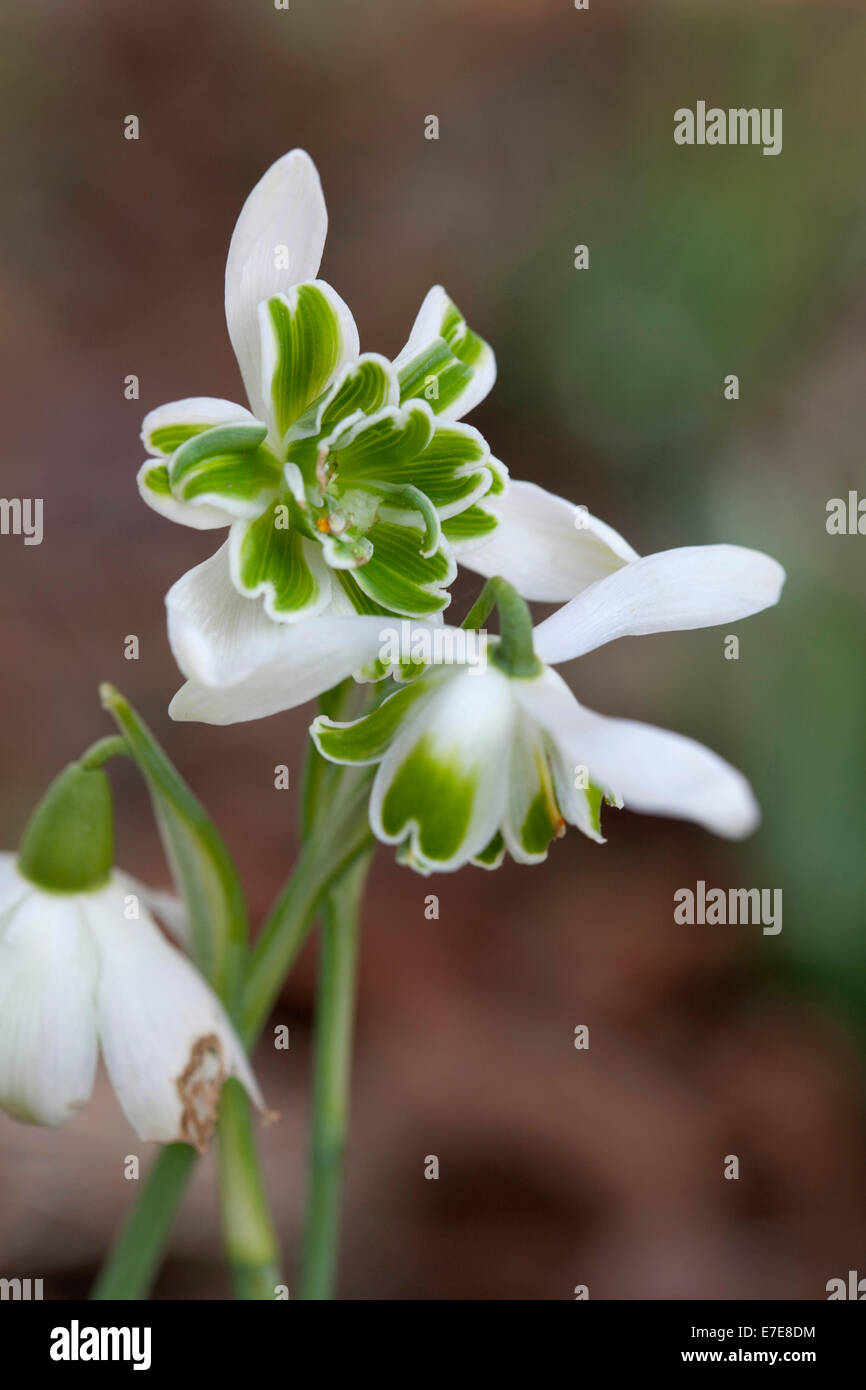 Galanthus nivalis f. Blewbury pleniflorus 'Inicio'. Foto de stock