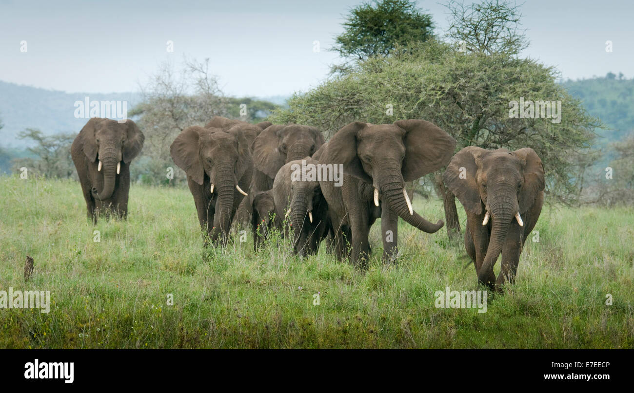 Manada de elefantes caminando en una línea Foto de stock