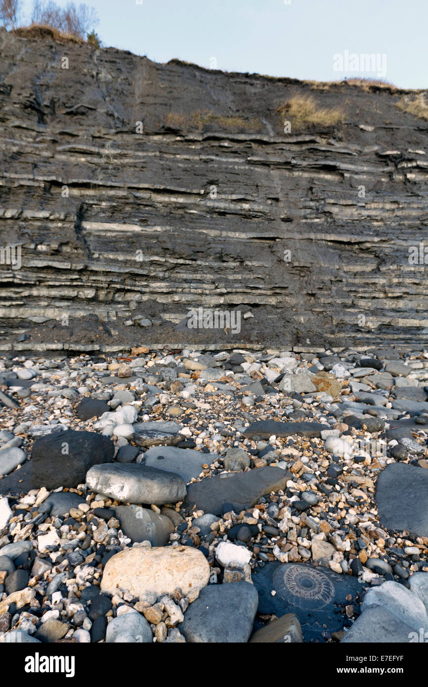 Grandes fósiles de ammonites en la base de los acantilados de la playa de Monmouth. Sobre la Costa Jurásica de Dorset, una famosa combustibles recogiendo lo Foto de stock