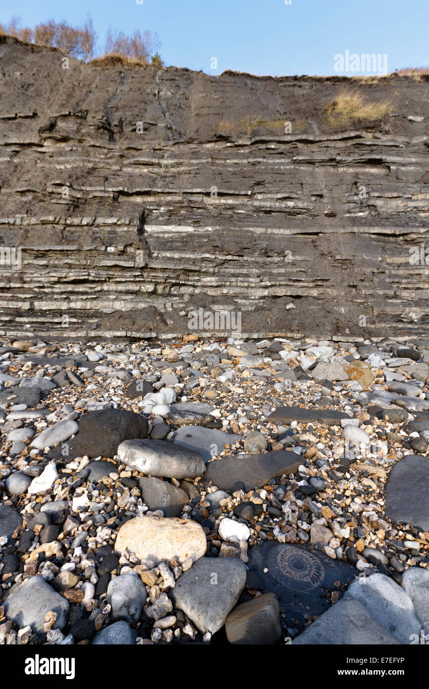 Grandes fósiles de ammonites en la base de los acantilados de la playa de Monmouth. Sobre la Costa Jurásica de Dorset, una famosa combustibles recogiendo lo Foto de stock