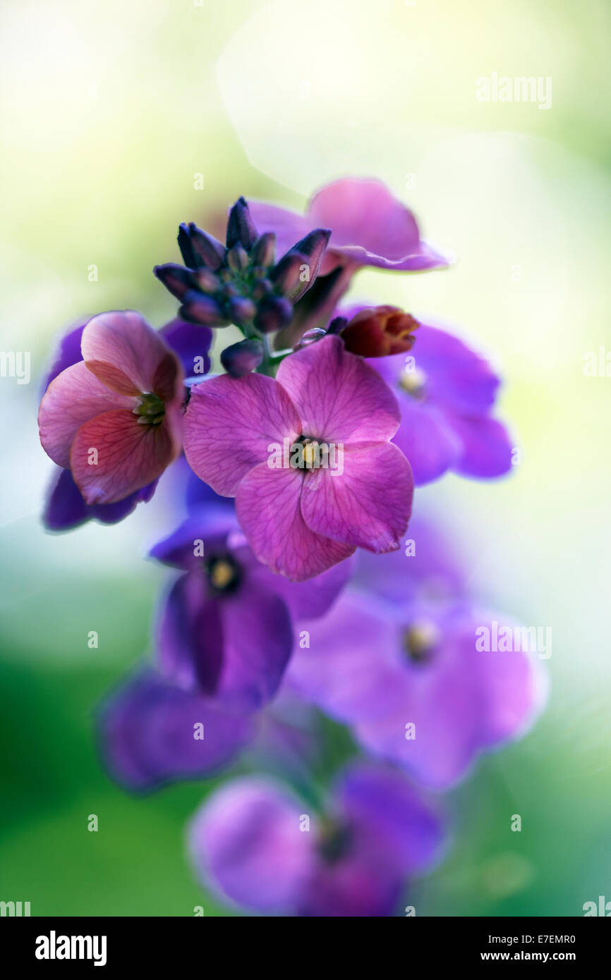 Erysimum linifolium 'Variegatum' Flor detalle Foto de stock