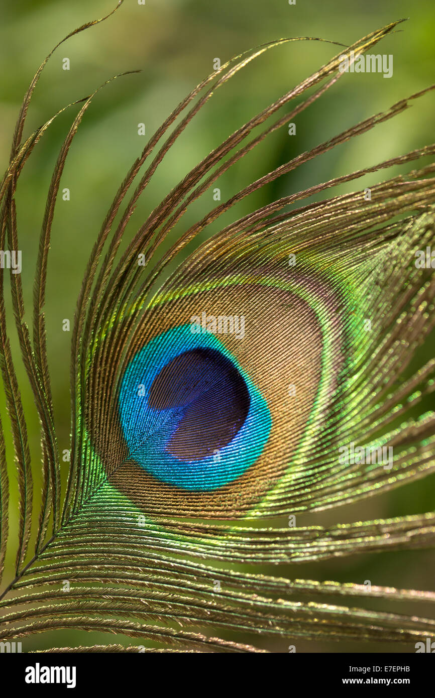 Detalle de plumas de pavo real Foto de stock