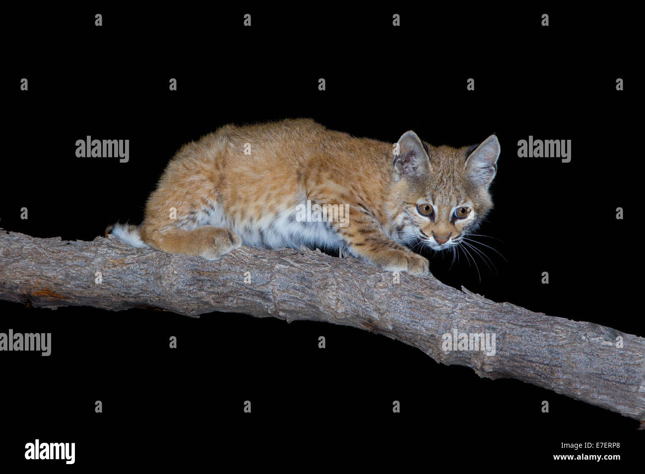 El gato montés Lynx rufus de Tucson, Arizona, Estados Unidos, 20 de agosto de jóvenes o gatito en Algarrobo. Felidae. Foto de stock