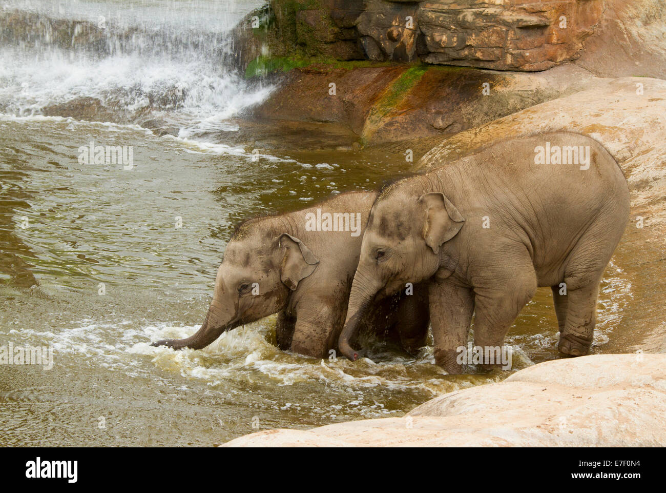 Dos jóvenes elefantes asiáticos jugando en una gran piscina de agua corriente Foto de stock