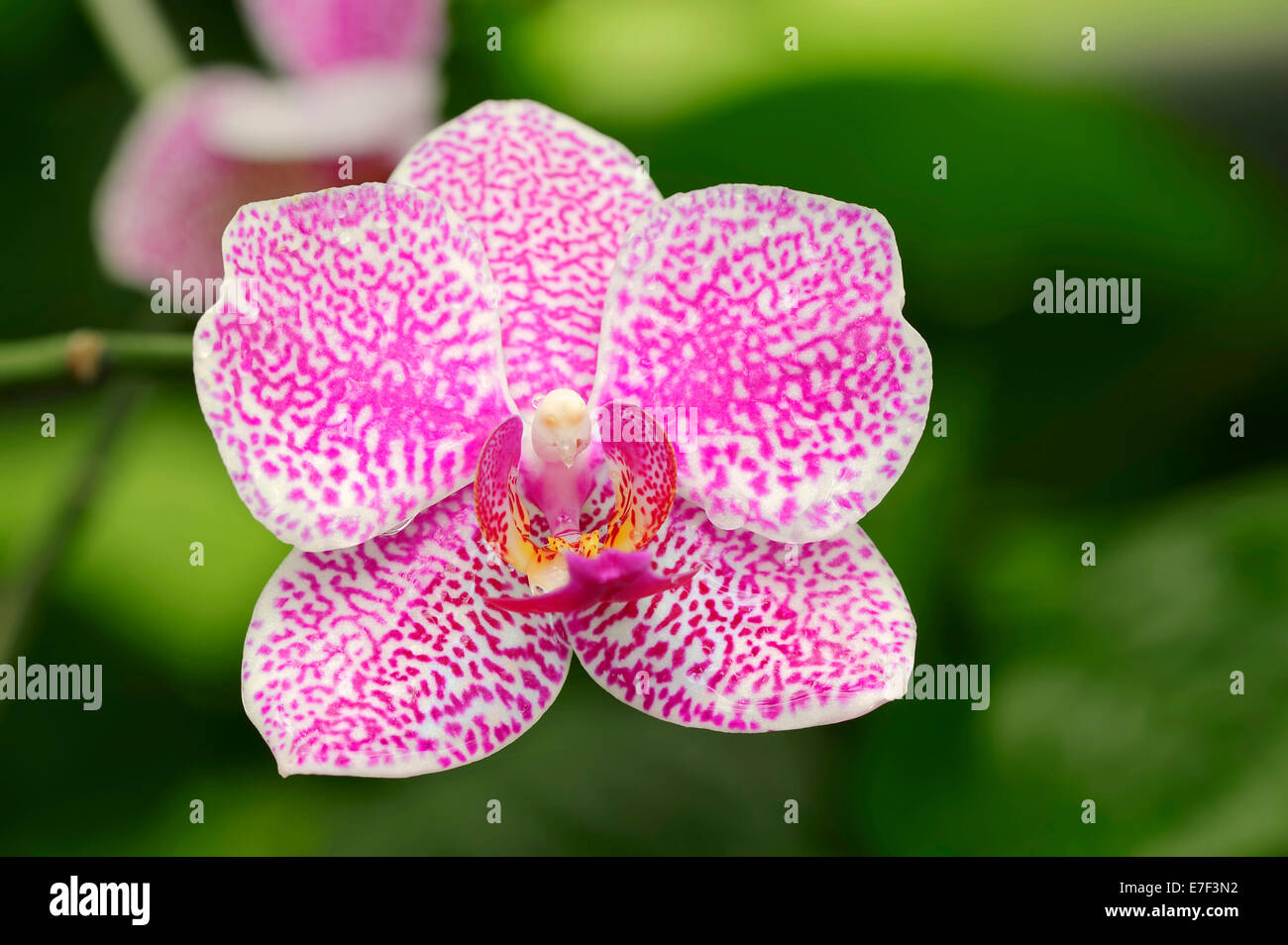 Polilla (orquídeas Phalaenopsis spp.), flor, Alemania Foto de stock