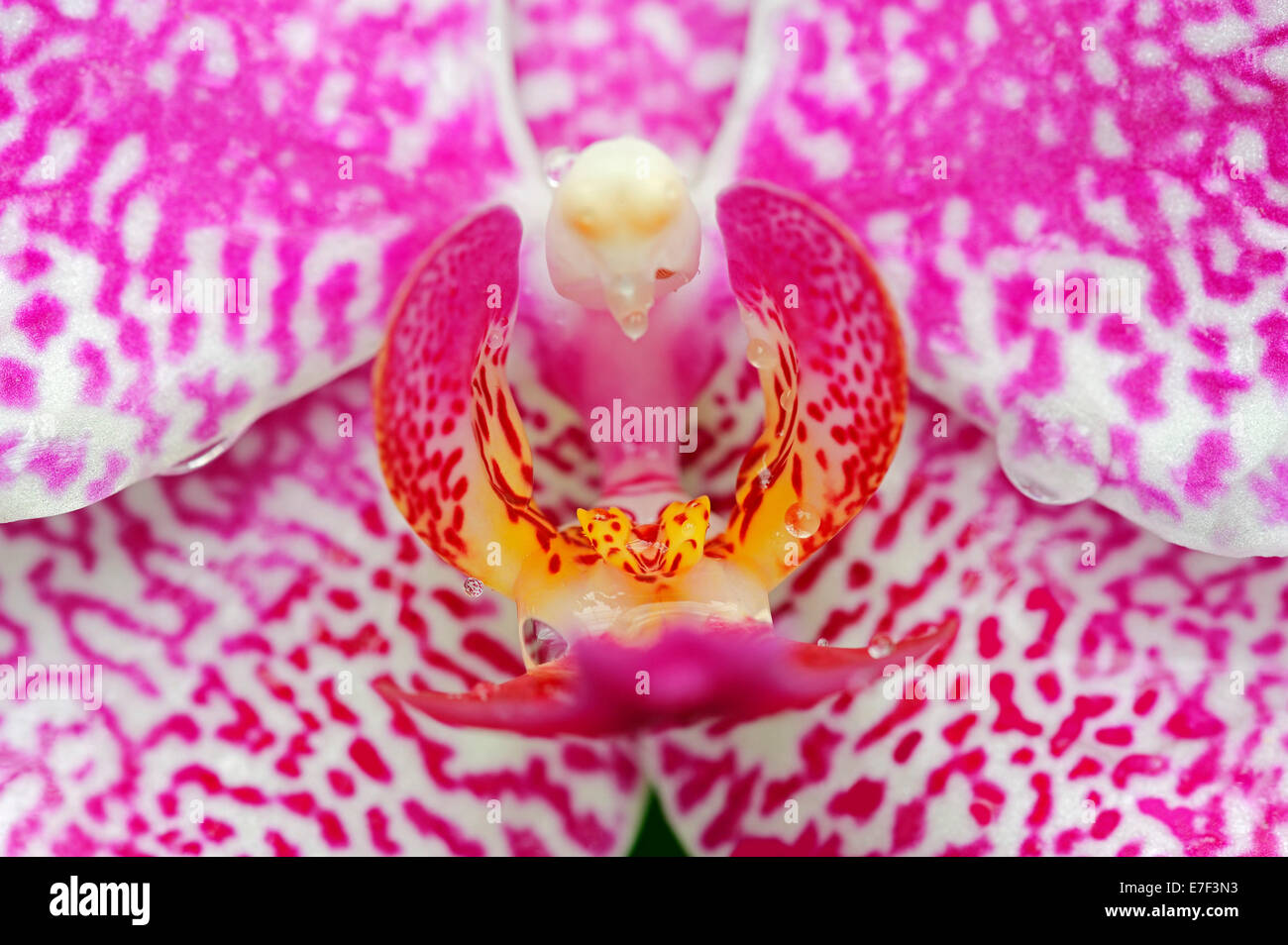 Polilla (orquídeas Phalaenopsis spp.), detalle de la flor, Alemania Foto de stock