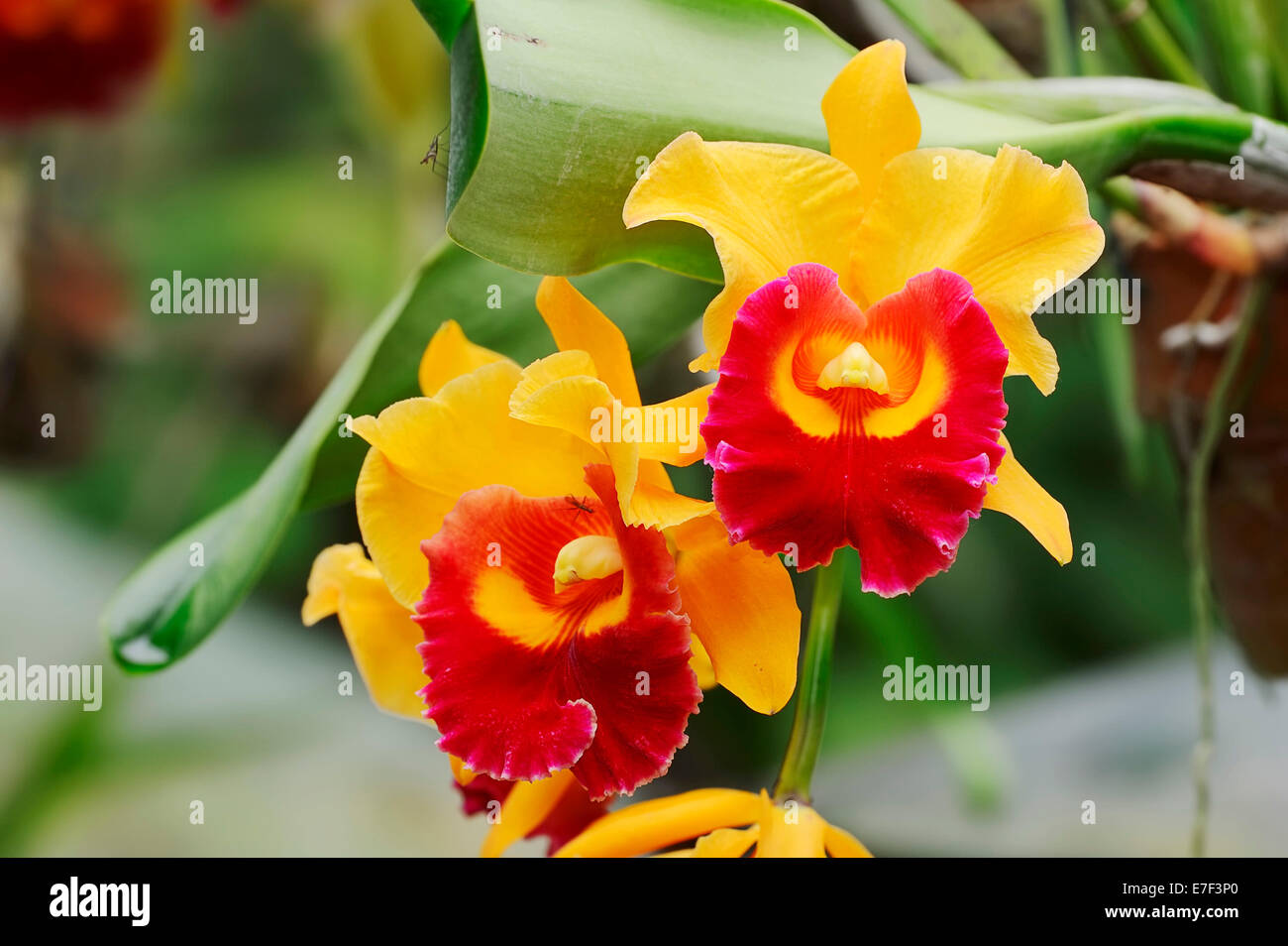 Orquídea (Cattleya, Laelia x Laeliocattleya), flores, Alemania Foto de stock
