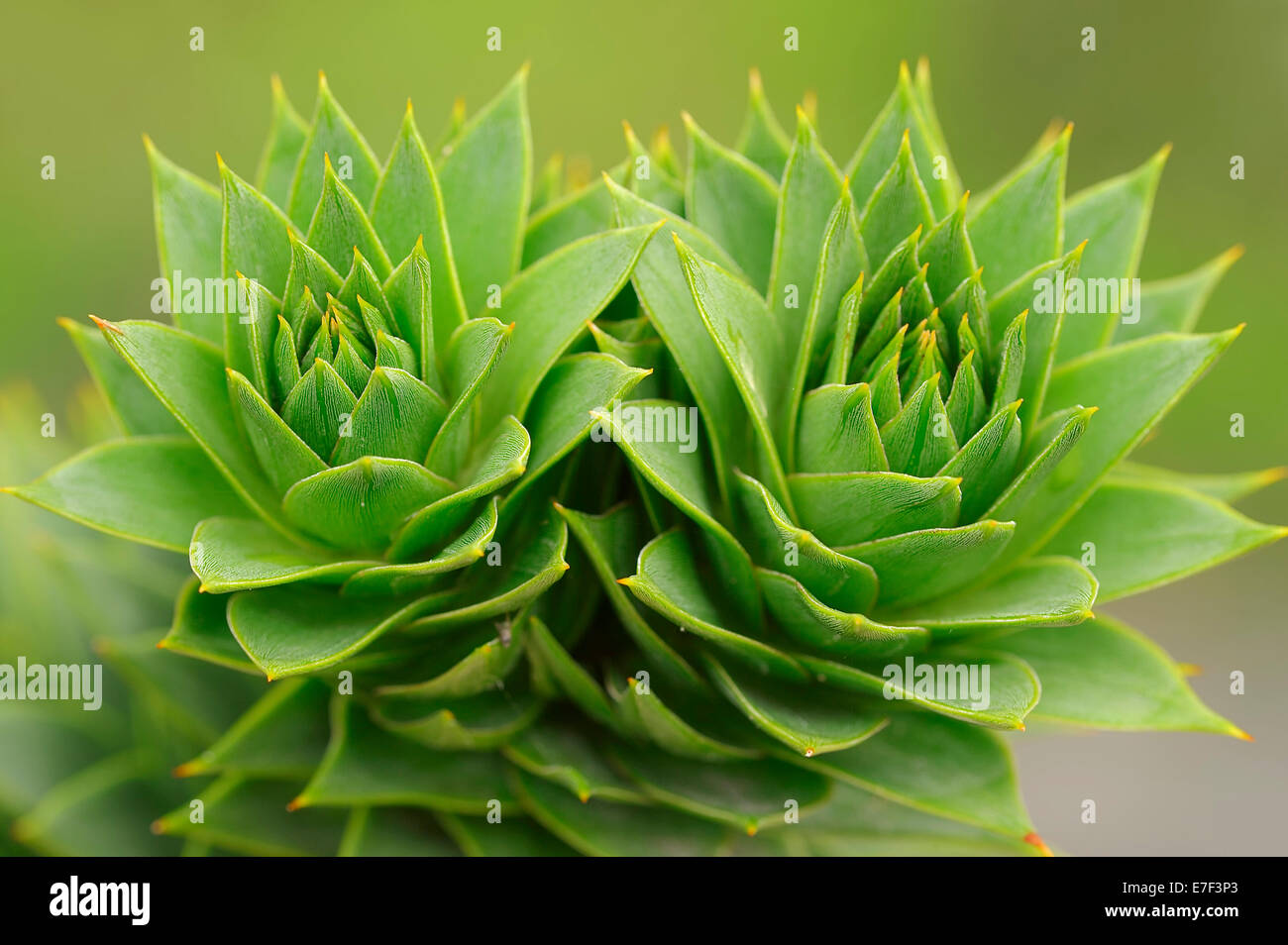 Araucaria (Araucaria araucana), hojas, nativo de Chile y Patagonia Foto de stock