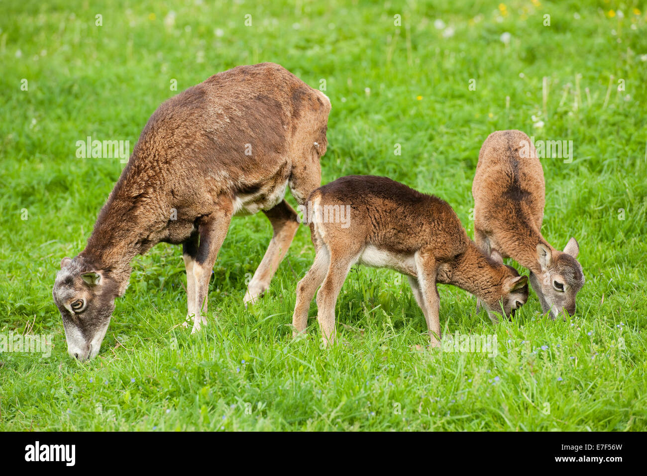 El muflón europeo (Ovis ammon musimon), hembra y dos corderos comiendo hierba, Turingia, Alemania Foto de stock