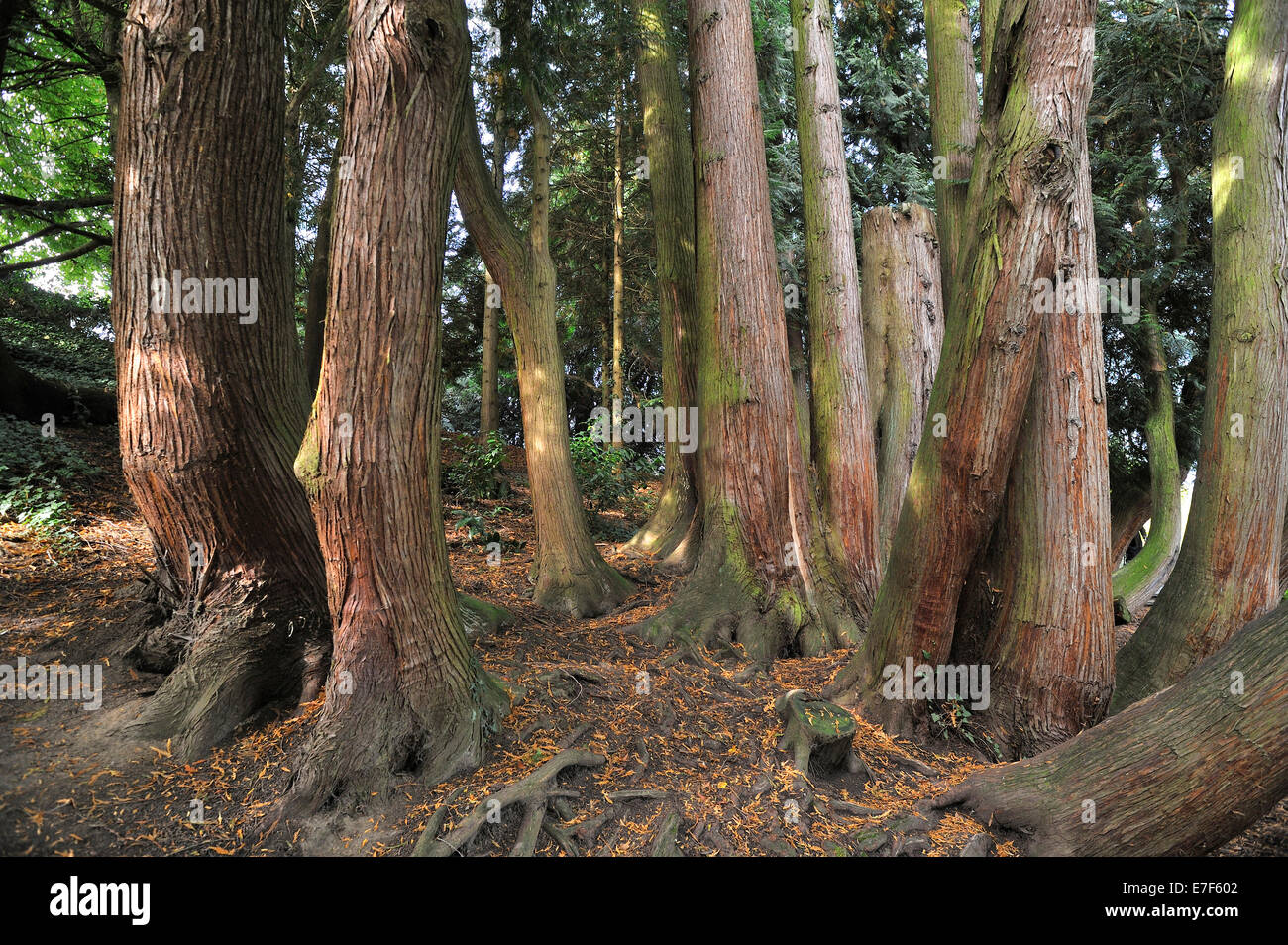 El área forestal con Dawn Redwood Metasequoia glyptostroboides (árboles), Mainau, Baden-Württemberg, Alemania Foto de stock