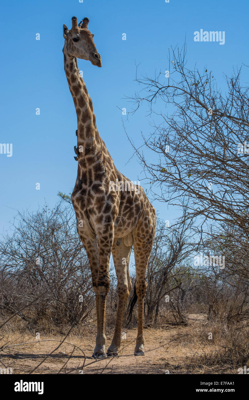 Giraffe bull mirando hacia un lado contra un cielo azul Foto de stock