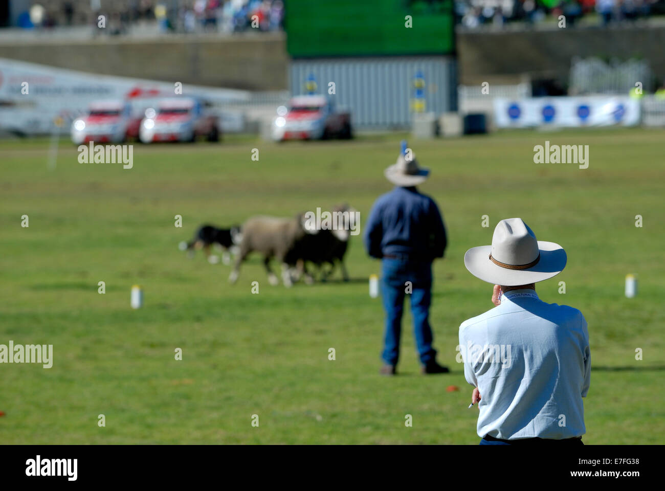 Juez observando ovejero juicios, Perth, Australia Occidental, Australia Foto de stock