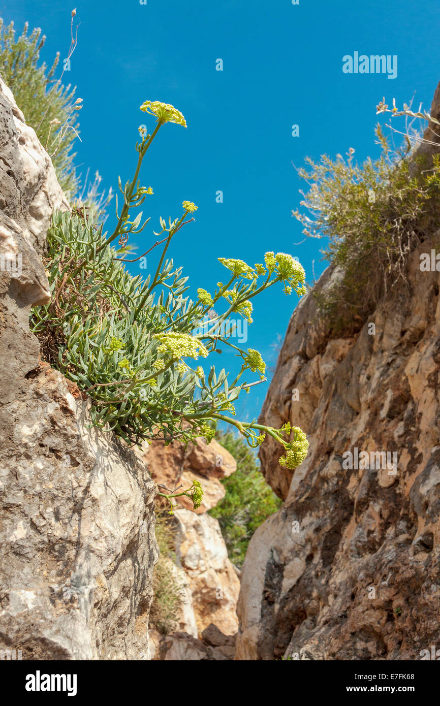 La vegetación en la costa del Adriático en Sveta Nedilja, isla de Hvar, Croacia Foto de stock