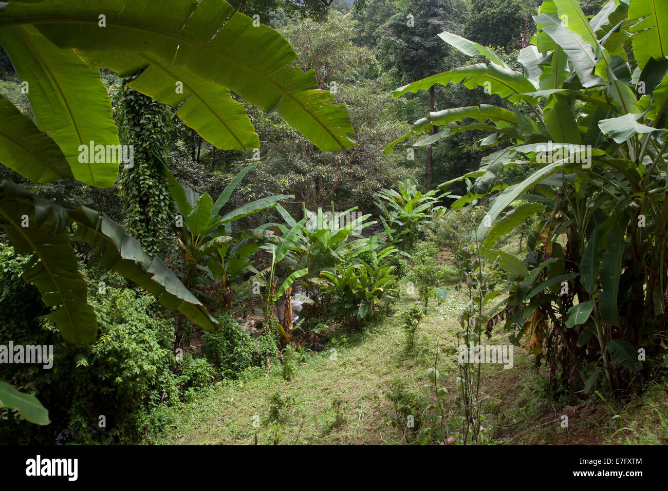 Selva, bosques, plantas, ecosistemas, Tahiland, asiática, el calor, la humedad Foto de stock