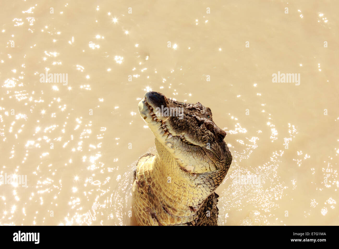 Saltando cocodrilos fotografías e imágenes de alta resolución - Alamy