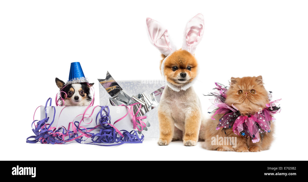 Pegatinas: Gabby  Fiestas de cumpleaños del gato, Fiesta de gatito, Casa  de juguete