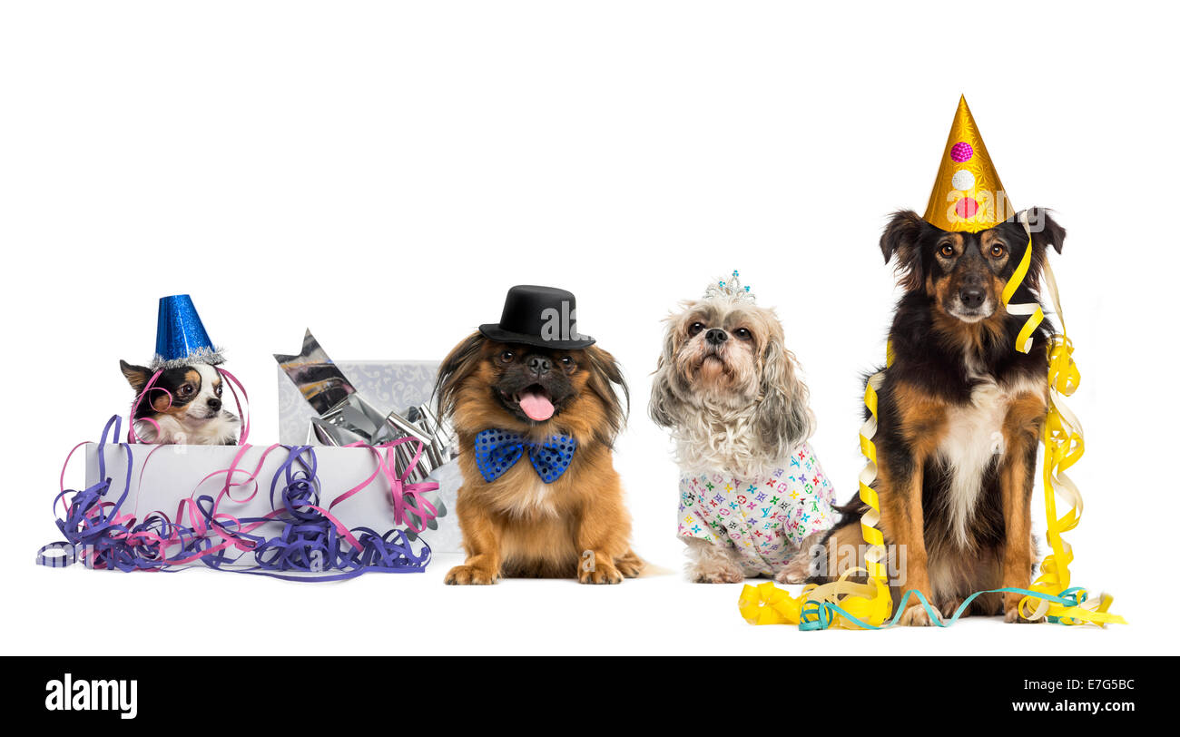 Los perros de fiesta delante de un fondo blanco Foto de stock