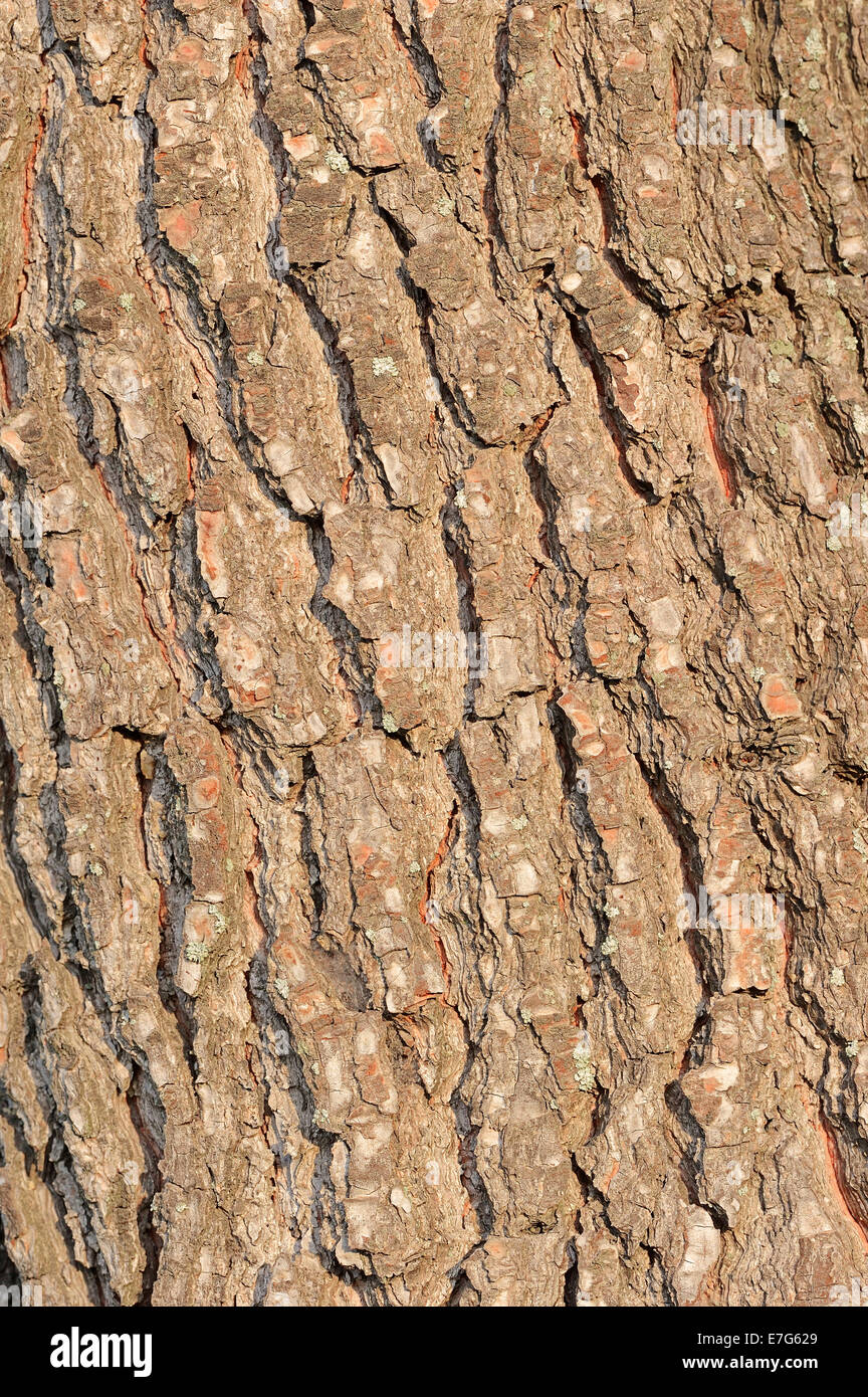 Unión pino negro (Pinus nigra), corteza, Provenza, en el sur de Francia, Francia Foto de stock