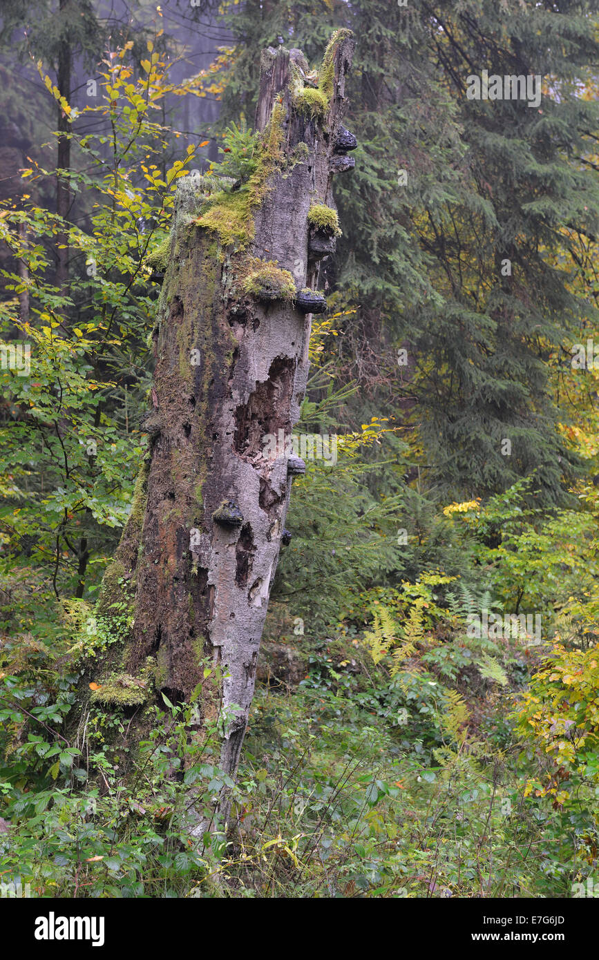 Árbol Muerto en otoño Kirnischtal valle, Suiza sajona, Ottendorf, Sajonia, Alemania Foto de stock